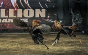 trường gà online